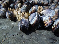 mussels-487803__180